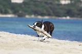 BOSTON TERRIER 312